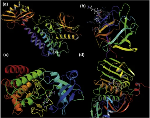 Fig. 7. The binding poses between the active site of the receptors 5EG3 (a), 4OEE (b), 3VO3 (c) and 1ZXM(d) and GHK tripeptide.