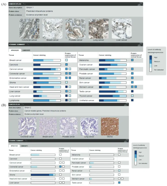 Figure 4. Human protein atlas database query results for SIRT1 (A) and SIRT2 (B). http://www.proteinatlas.org/.