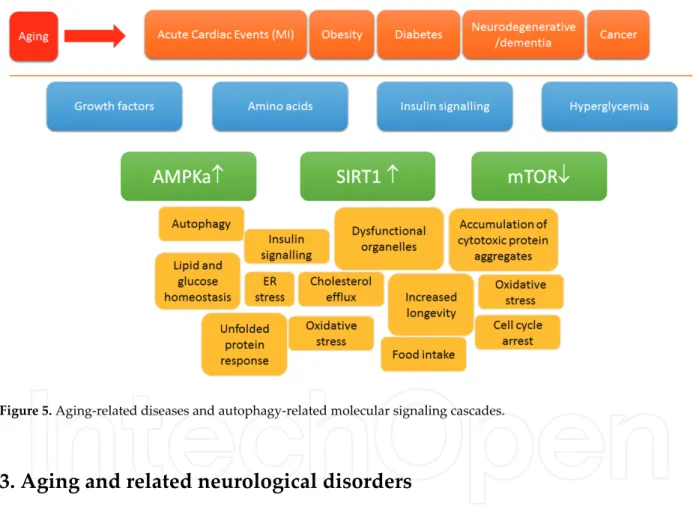 Figure 5. Aging-related diseases and autophagy-related molecular signaling cascades.