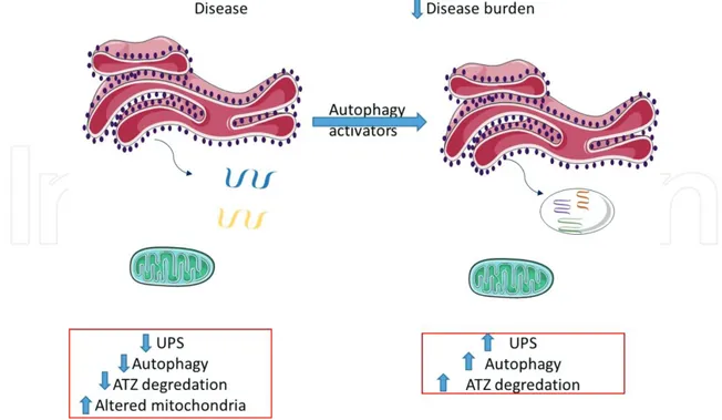 Figure 6. The role of autophagy in alpha antitrypsin deficiency syndrome etiology.