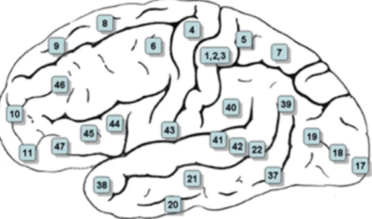 Fig. 1. The numbers labeled in several cortical locations are assigned to functional correlates of these locations.