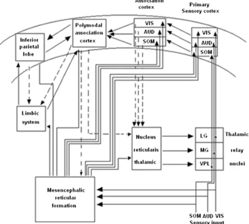 Fig. 5. Flow of information in the auditory, somatosensory and visual pathways, reticular formation, limbic system and association areas of the cortex
