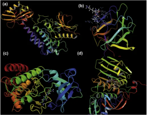 Fig. 7. The binding poses between the active site of the receptors 5EG3 (a), 4OEE (b), 3VO3 (c) and 1ZXM(d) and GHK tripeptide.