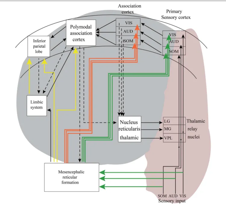 Figure 3 is a tentative presentation of neuronal networks to explain bottom–up and top–down processing