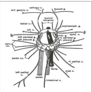 Figure 6 illustrates the snail ganglion, which is composed of several almost identical neurons.