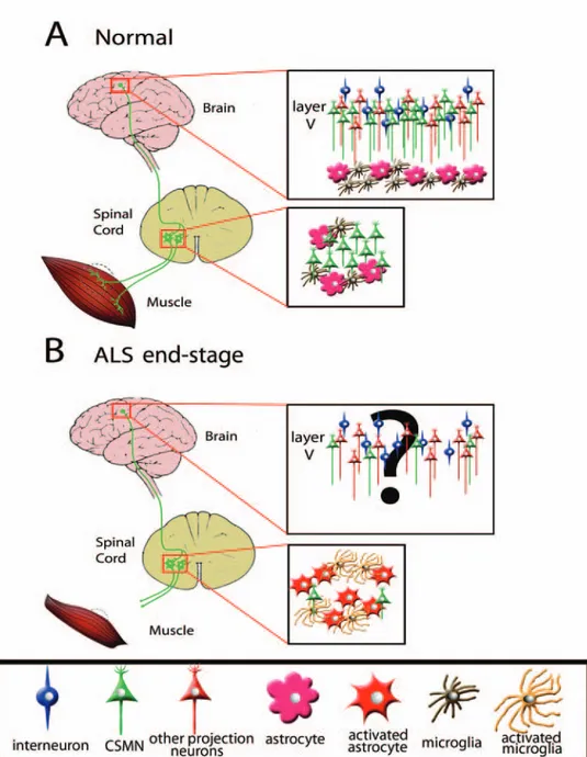 Figure 1: A Schematic representation of motor neuron circuitry that degenerates in ALS