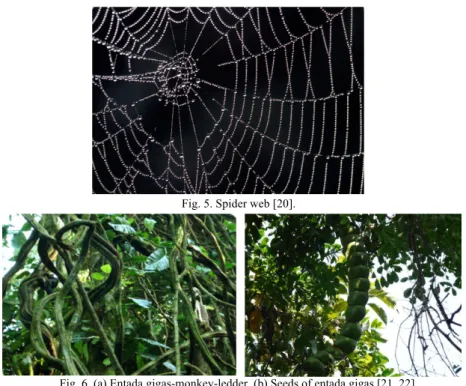 Fig. 5. Spider web [20]. 