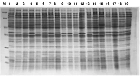 Figure 2. The resistance rates of E. coli isolates against to various antibiotics.