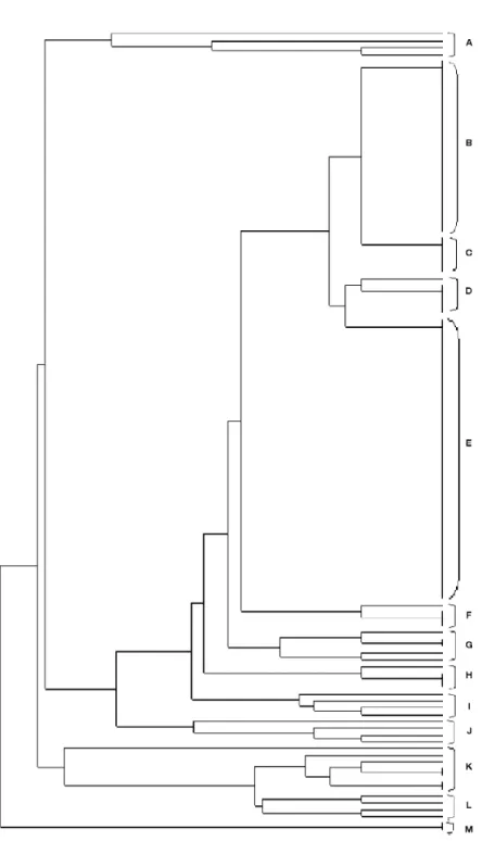 Figure 6. The dendrogram based on plasmid profiles of E. coli isolates. A) E. coli 1,20, 81, 95, B) E