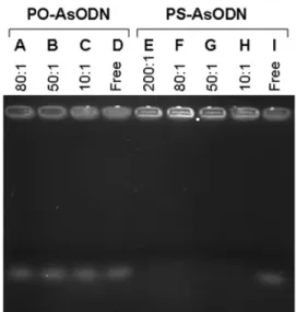 Figure 1. Confirmation of the complex formation between phosphorothioate (PS) and phosphodiester (PO) chitosan/ AsODN (medium molecular weight, 0.25%) by gel  electropho-resis