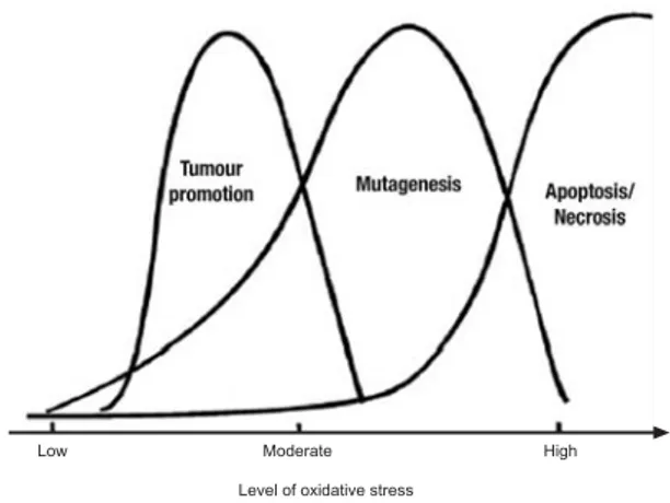 Figure 1. The dose-dependent effect of relationship between level of oxidative stress and the tumour promotion process, process of mutagenesis and the process of apoptosis/necrosis (Valko et al., 2007).