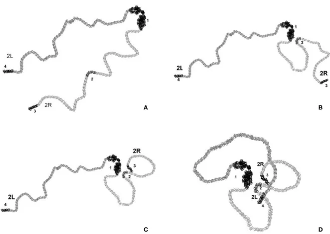 Figure 1. The consecutive steps of 2D modeling of the elementary chromosome 2 fiber macroarchitecture in Drosophila sperm genome