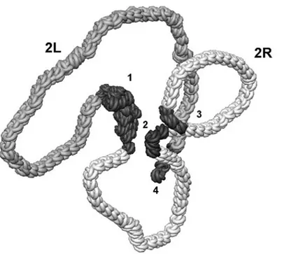 Figure 2. Example of 3D model of an elementary fiber of chromosome 2 in Drosophila sperm genome constructed with using of an additional object in the form of a spiral-like structure along the spline and contrast coloration for the “hot” nodes