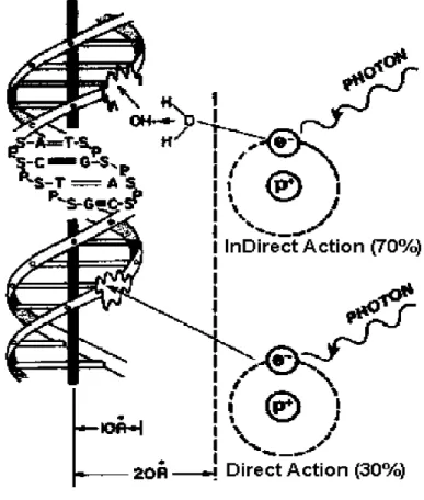 Figure 2. Illustrating the direct and indirect actions of radiation (Hall, 1978). 