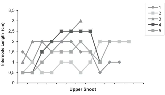 Figure 4. Growth rhythms of the willow cuttings (cm), willow cuttings.