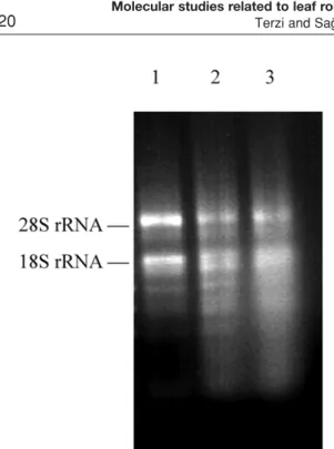 Table 2. Comparison of 18S rDNA small subunit partial sequence of Ctenanthe setosa with those from GenBank.Figure 1
