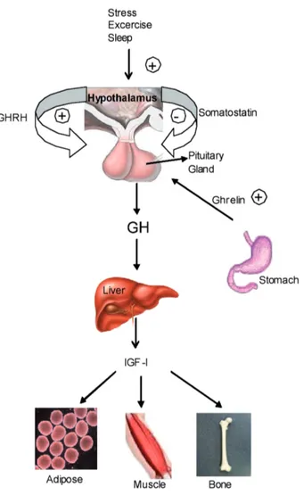 Figure 1. Growth hormone secretion and functions: GH secre- secre-tion is negatively controlled by SRIF, positively controlled by GHRH