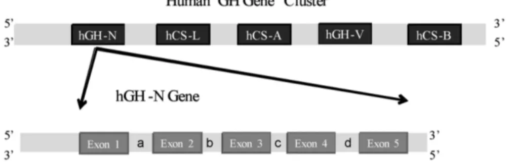 Figure 2. Human growth hormone gene cluster: hGH-N: Human Growth Hormone-N, hCS-L: chorionic somatomammotrope L, hCS- hCS-A: chorionic somatomammotrope A, hGH-V: Growth hormone V, hCS-B: chorionic somatomammotrope B