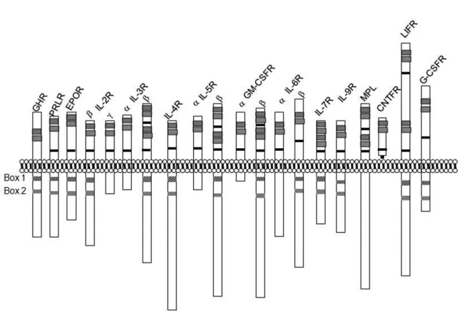 Figure 3. Cytokine receptor superfamily: GHR: Growth hormone receptor, PRLR: Prolactin receptor, EPOR: Erythropoietin receptor, IL-2R: Interleukin-2 receptor, IL-3R: Interleukin-3 receptor, IL-4R: Interleukin-4 receptor, IL-5R: Interleukin-5 receptor, GM-S