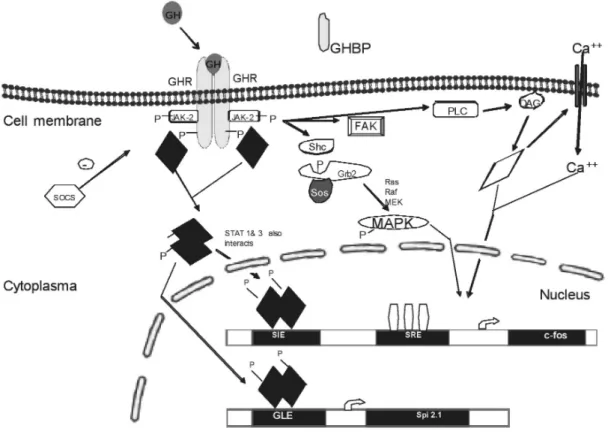 Figure 5 . Signal transduction pathways of GH: GH binding with two GHR is the first step in GH signaling