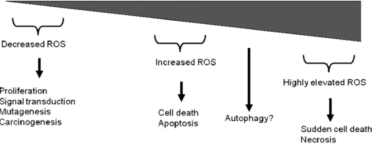 Figure 2. Dose dependent cellular effects of reactive oxygen species. ROS= reactive oxygen species (Modified from www.uth.tme.edu).
