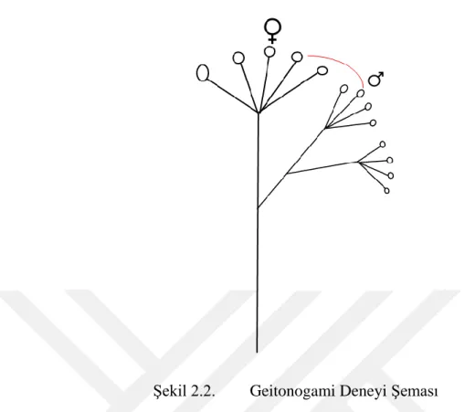 Şekil 2.2.  Geitonogami Deneyi Şeması 
