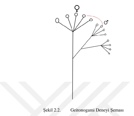 Şekil 2.2.  Geitonogami Deneyi Şeması 