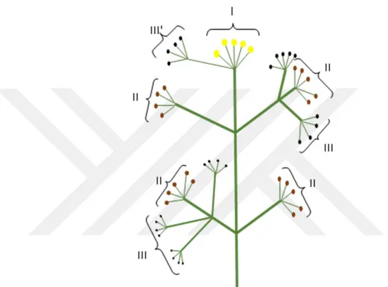 Şekil 3.2.  F.  halophila  türünün  çiçeklenme  oluşumu  (çiçek  mimarisi)  ve  meyveye  geçme  durumu  şematik  şekli  (I:Dişi  fazdaki  çiçekleri  taşıyan  Terminal  umbel  II:Erkek  fazdaki  çiçekleri  taşıyan  ikincil  umbeller  III:Henüz  açmamış olan