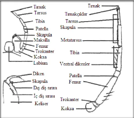 ġekil 2.2. Bir örümceğe ait keliser, pedipalp ve bacak yapısının görünüĢü [14] 