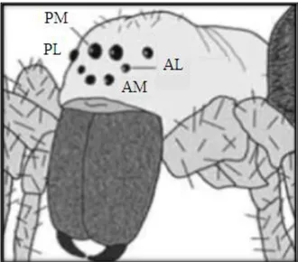 ġekil 2.3. Örümceklerdeki gözlerin pozisyonu. AM: Anterio-median, AL: Anterio-                     lateral, PM: Posterio-median, PL: Posterio-lateral [21] 