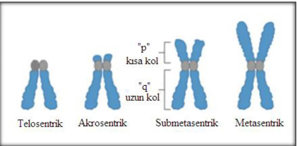 ġekil 2.9. Sentromer pozisyonlarına göre kromozom tipleri [37] 