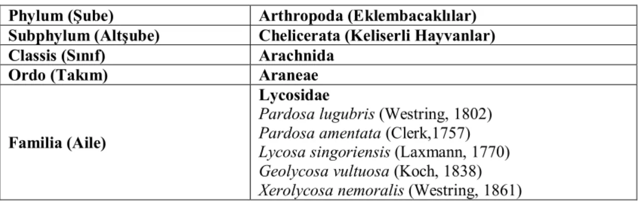 Tablo 4.1. Çalışmada kullanılan türlerin sistematik bilgileri ve familyalara göre dağılımı  Phylum (Şube)  Arthropoda (Eklembacaklılar) 