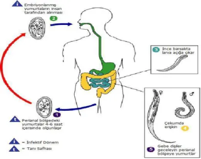 Şekil 2. Enterobius Vermicularis’in Yaşam Döngüsü [15] 