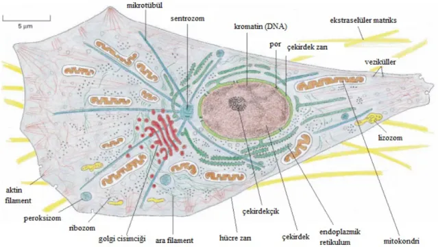 Şekil 2.1. Hayvan hücre şekli ve organelleri 