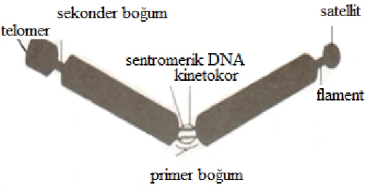 Şekil 2.4. Bir kromozomun dış görünüşü  [26] 
