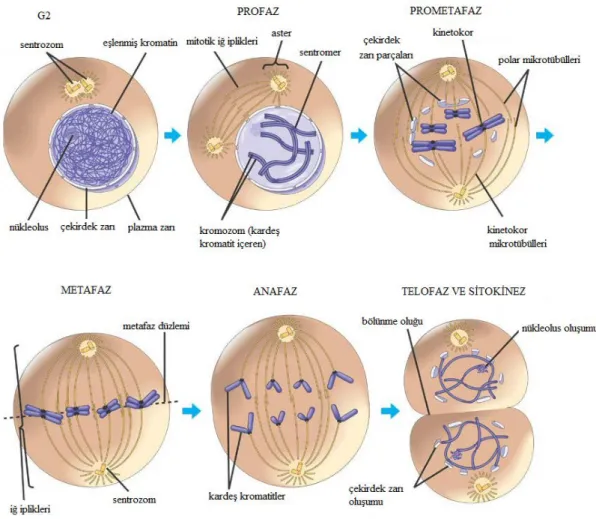 Şekil 2.7. Mitoz hücre bölünmesinin aşamaları [10] 