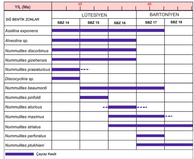 Şekil 4.3. Çayraz kesitindeki iri bentik foraminiferlerin stratigrafik dağılımı  4.4.1