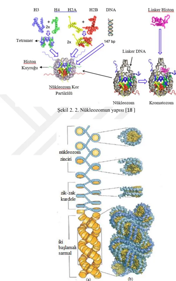 Şekil 2. 2. Nükleozomun yapısı [18 ] 