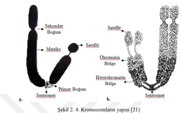 Şekil 2. 4. Kromozomların yapısı [21] 