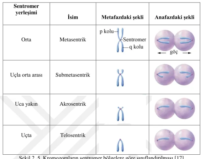 Şekil 2. 5. Kromozomların sentromer bölgelere göre sınıflandırılması [17]  2.2. Hücre döngüsü ve hücre bölünmeleri 
