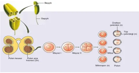 Şekil 1: Polen oluşumu  3.1.1 Polenin Oluşumu  