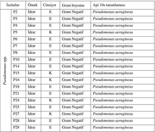 Tablo 4.1.1. Pseudomonas spp. örnekle rinin gram boyama ve tanımlama sonuçları 
