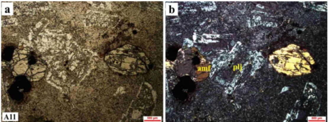 Şekil 2.10 Eosen yaşlı trakiandezitik kayacın mikroskobik görüntüsü (amf; amfibol, plj;  plajiyoklaz, a; tek nikol, b; çift nikol) 