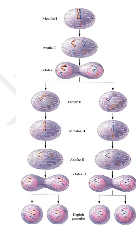 Şekil 2.6. Diploid sayısı 4 olan bir hayvanda, Metafaz I ile başlayan mayozdaki ana  olaylar [27]