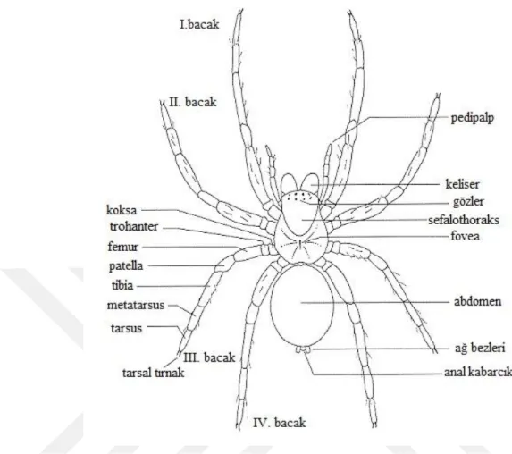 Şekil 2.7. Araneomorf örümceğin dorsal açıdan görünüşü [56]. 