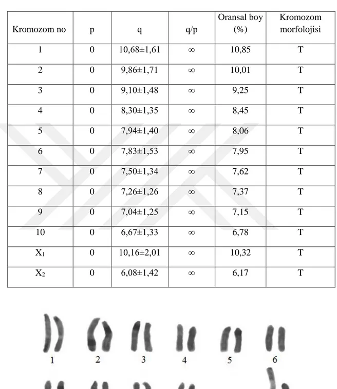 Tablo 4.1.   L. piochardi türünün erkek bireyine ait karyotipte kromozom uzunlukları  (p-kısa kol, q-uzun kol, p+q-toplam uzunluk, q/p-kol oranı), morfolojileri  (T: Telosentrik)  Kromozom no   p  q  q/p  Oransal boy (%)  Kromozom morfolojisi  1  0  10,68±