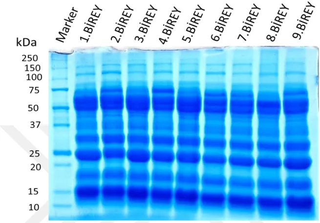 Şekil 5. 2.  Macrovipera lebetina obtusa’nın farklı bireylerine ait zehirlerin SDS- SDS-PAGE yöntemi ile  elde edilmiş protein profilleri 