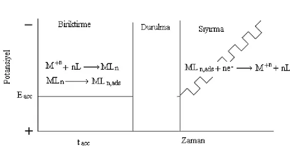 ġekil 3.20. Yüzey aktif bir metal kompleksinin AdKSV ile ölçümündeki adımlar. 