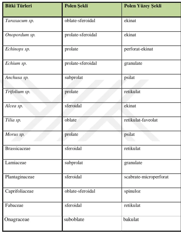 Tablo 5.2. Bitki  Taksonlarının Polen ve Yüzey Şekilleri  Bitki Türleri  Polen Şekli  Polen Yüzey Şekli 