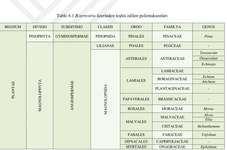 Tablo 6.1.B.terrestris  üzerinden teşhis edilen polentaksonları 